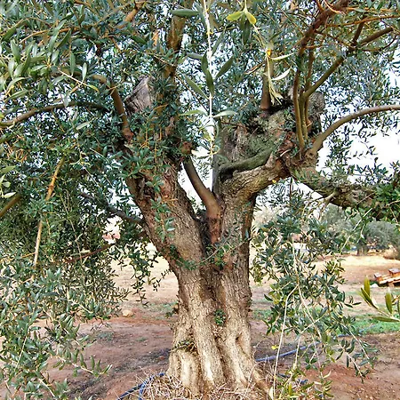 Mas De L'anneta *